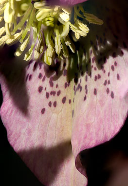 EHJ_110325_A7Q6072-Edit.jpg