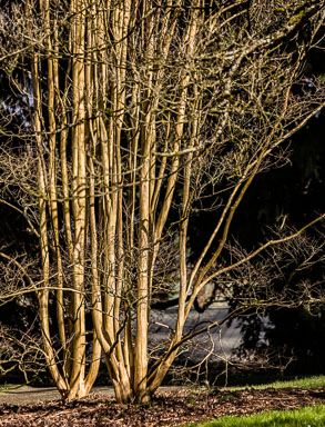 EHJ_160303_181A1581-Edit.jpg